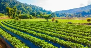 PTPN Siap Menjadi Pilar Ketahanan Pangan dan Energi Indonesia