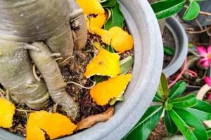 Rahasia Kebun Sehat: 6 Kulit Buah Ini Ternyata Ampuh Jadi Pupuk Organik