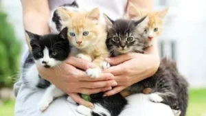 Sekarang Hari Kucing Sedunia Ini 5 Cara Merayakannya secara Bermakna