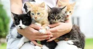 Sekarang Hari Kucing Sedunia Ini 5 Cara Merayakannya secara Bermakna