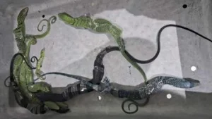 Selundupkan 8 Biawak di Koper WN Korsel Diciduk di Bandara Soetta, Kasus Penyelundupan Hewan Liar