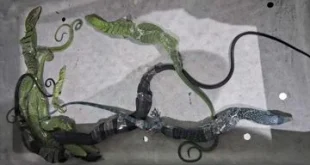 Selundupkan 8 Biawak di Koper WN Korsel Diciduk di Bandara Soetta, Kasus Penyelundupan Hewan Liar