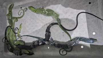 Selundupkan 8 Biawak di Koper WN Korsel Diciduk di Bandara Soetta, Kasus Penyelundupan Hewan Liar