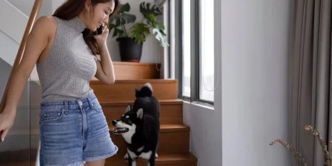 Sering Dipandangi Anjing Betina Mereka Sedang Menilai Kecerdasan Anda Cek Faktanya