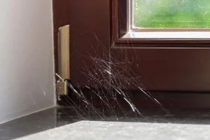 Solusi Tepat 6 Cara Mengusir Laba-laba dari Rumah dengan Bahan Alami
