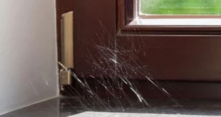 Solusi Tepat 6 Cara Mengusir Laba-laba dari Rumah dengan Bahan Alami