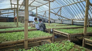 Transformasi Digital Mengubah Wajah Bisnis Agrikultur Tradisional